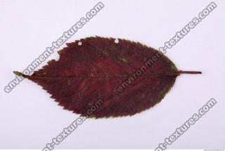 Leaves 0037